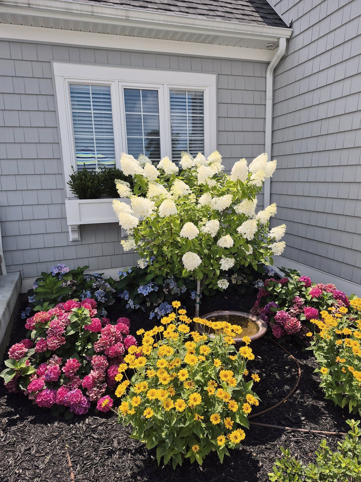 Blooming hydrangeas and botanical flower bed beneath cottage window
